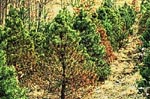 Scots Pines with Defoliation by Lophodermium Needle Cast