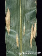 Northern Corn Leaf Blight