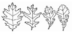 Oak Leaf Types by Group