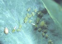 Pea Aphid Adults, Nymphs, and Mummy (parasitized) on Pea Plant