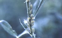 Pea Apids on Alfalfa