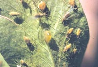 Diseased Pea Aphid on Alfalfa 