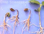 Phytophthora Seed & Seedling Blight