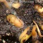 Phytophthora Seed & Seedling Blight