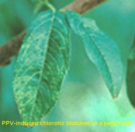 PPV- induced chlorotic blotches in a peach leaf