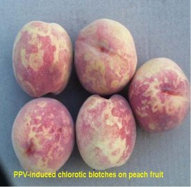 PPV-induced chlorotic blotches on peach fruit