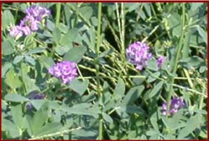 Flowering alfalfa field