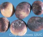 Purple Seed Stain and Cercospora Leaf Blight