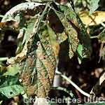 Purple Seed Stain and Cercospora Leaf Blight