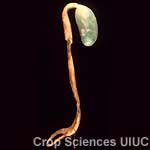 Pythium Seedling and Root Rot