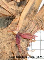 Red Root Rot