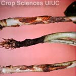 Rhizoctonia Root Rot