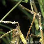 Sclerotinia Stem Rot (White Mold)