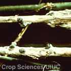 Sclerotinia Stem Rot (White Mold)