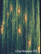 Southern Corn Leaf Blight