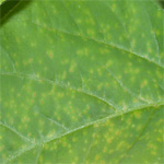 Soybean Rust