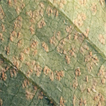 Soybean Rust