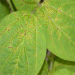 Soybean Rust