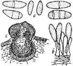 Sphaeropsis sapinea Drawing