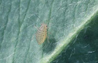 Spotted Alfalfa Aphid on Leaf