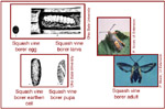 Squash Vine Borer images