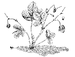 An illustration of the damage caused by strawberry clippers early in the season