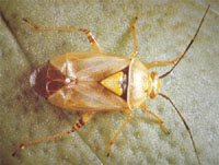 Adult Tarnished Plant Bug. Length is 1/4 inch (6 mm)