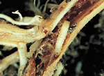 Western Corn Rootworm larva feeding on corn roots