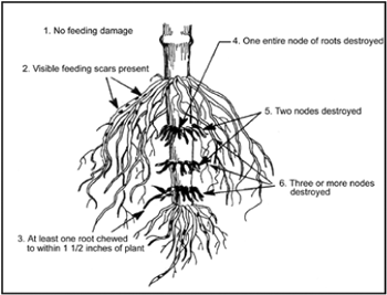 Diagram of Iowa State University 1 to 6 Root Damage Scale
