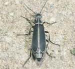 What Do Lister Beetles Feed Upon